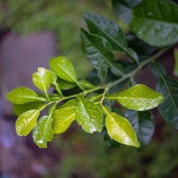 苦橙叶精油