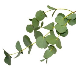 Eucalytus 尤加利 精油