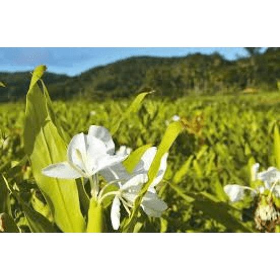 野姜花