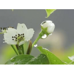 水梨花