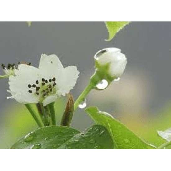 水梨花