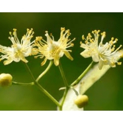 菩提花香调