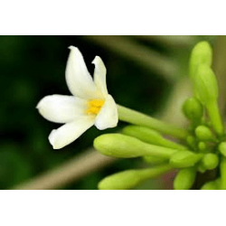 木瓜花