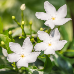 橙花与白茉莉香精